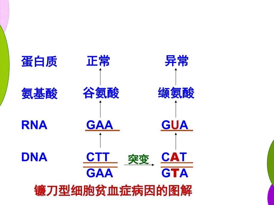 人教版教学课件基因突变和基因重组_第5页