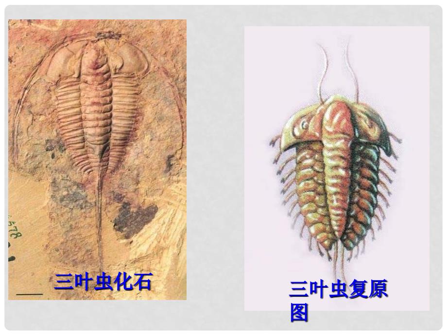 八年级生物下册 第七单元 第三章《生物的进化》第二节《生物进化的历程》课件 新人教版_第3页