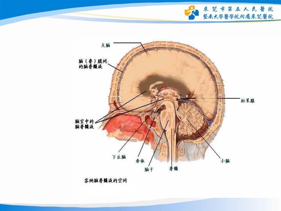 脑肿瘤病人的护理.ppt_第4页