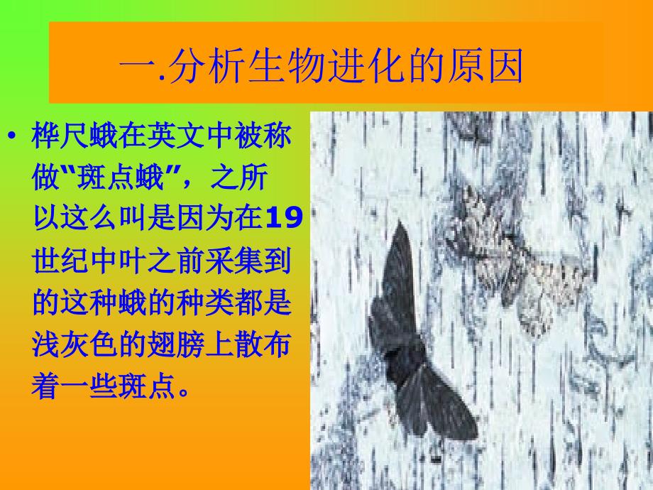 生物进化的原因.ppt_第3页