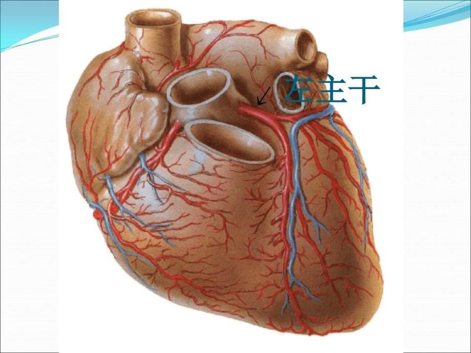 心脏冠状动脉解剖ppt课件_第5页