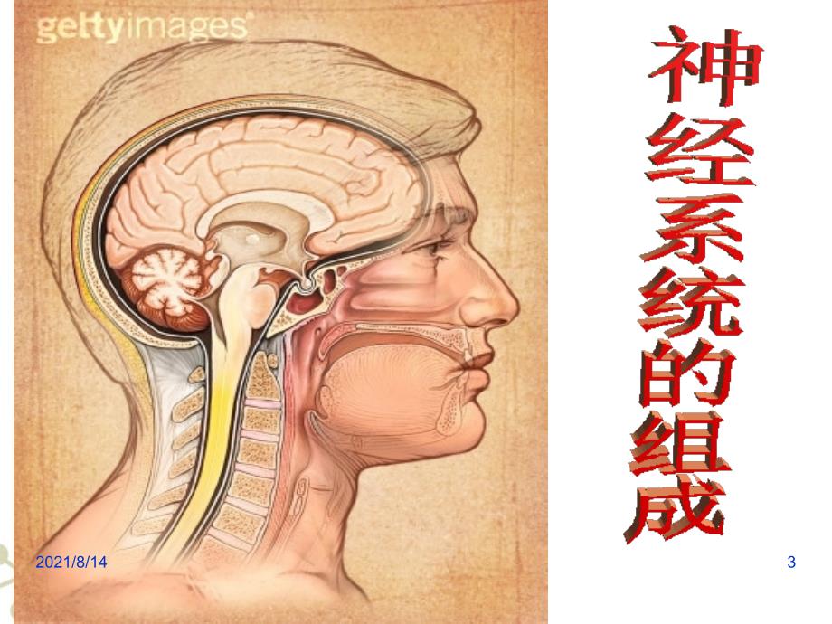 神经系统的组成课件(完成)_第3页