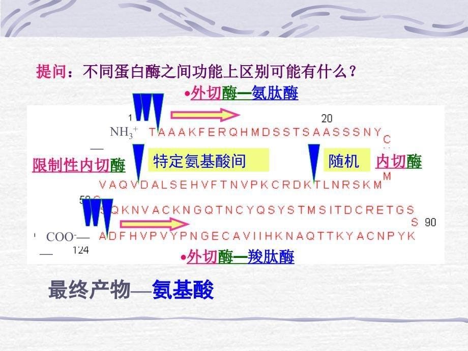 第八章含氮化合物代谢_第5页