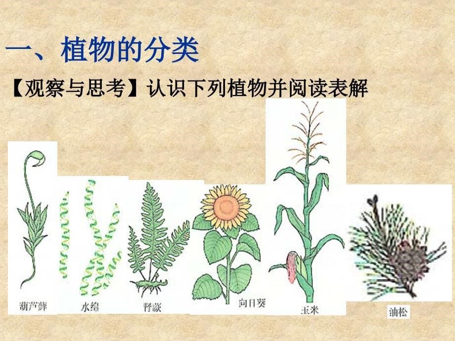 第一节尝试对生物进行分类(新人教版)栗元红_第5页