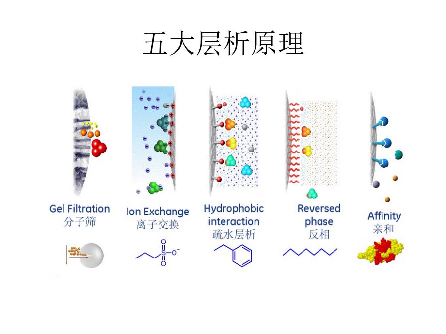 蛋白纯化策略和工艺ppt课件_第2页