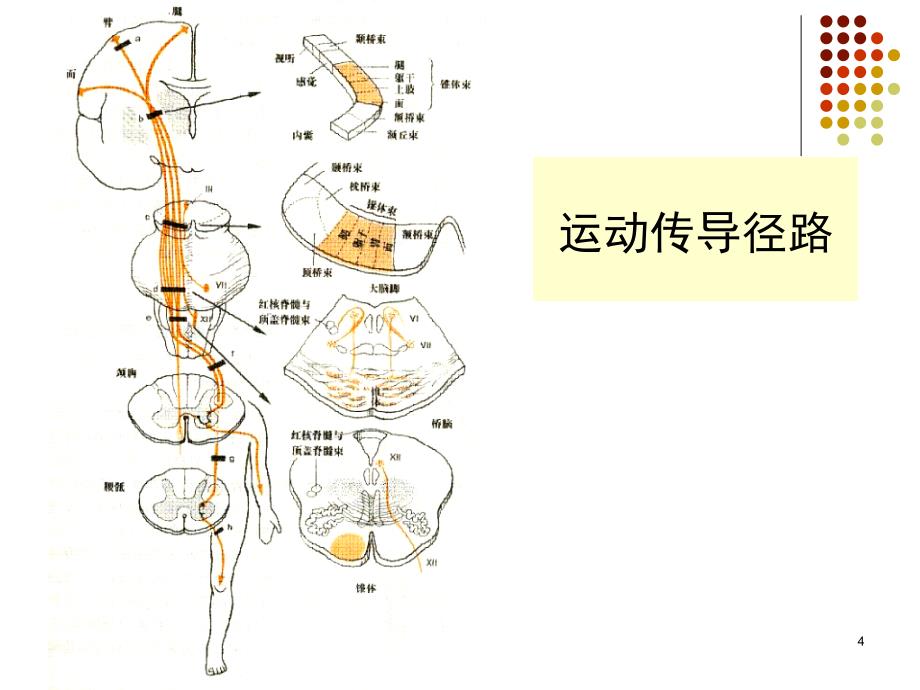 第十一节瘫痪_第4页