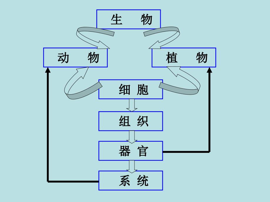 第二部分观察生物习_第4页