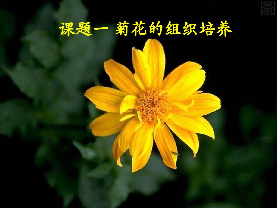 菊花组织培养ppt课件_第3页