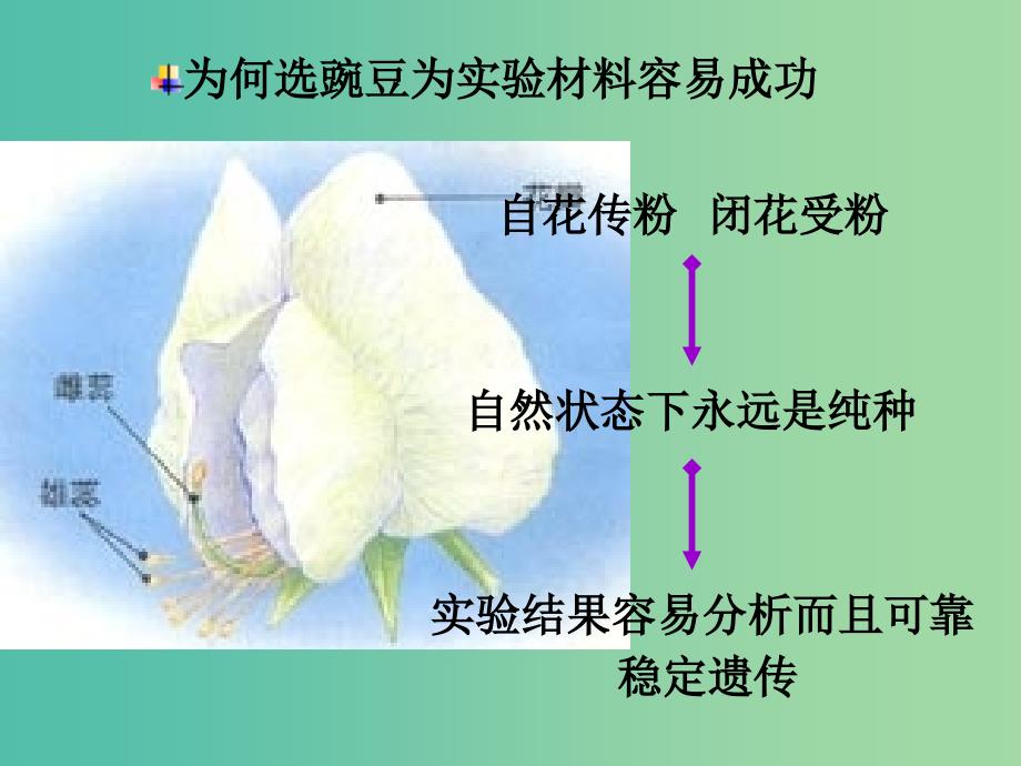 高中生物 1.1 孟德尔的豌豆杂交实验（一）课件 新人教版必修2.ppt_第3页