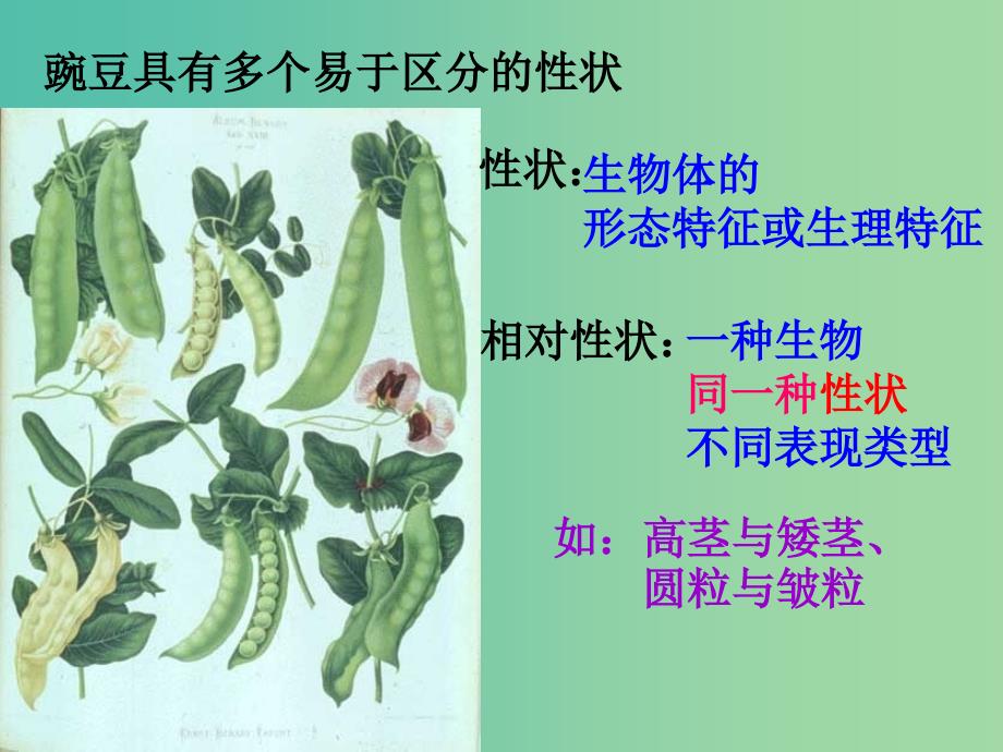 高中生物 1.1 孟德尔的豌豆杂交实验（一）课件 新人教版必修2.ppt_第4页