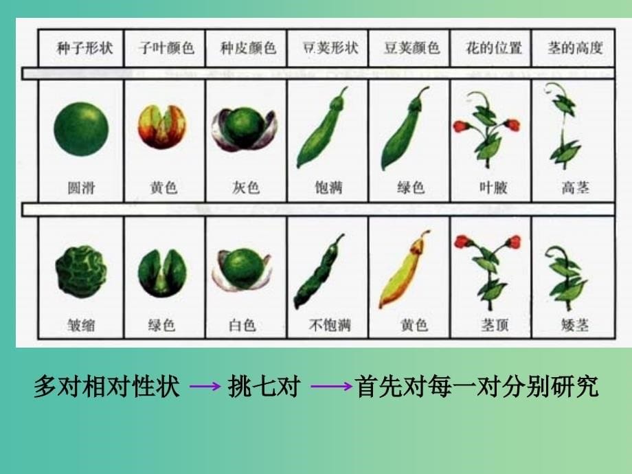 高中生物 1.1 孟德尔的豌豆杂交实验（一）课件 新人教版必修2.ppt_第5页