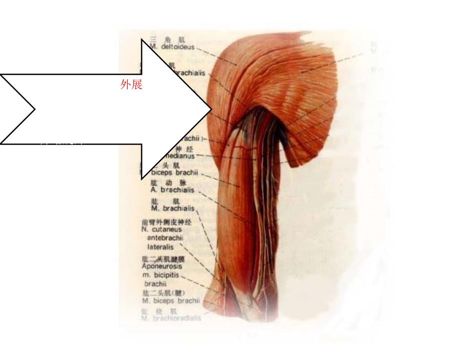 肩周炎课件ppt课件_第4页