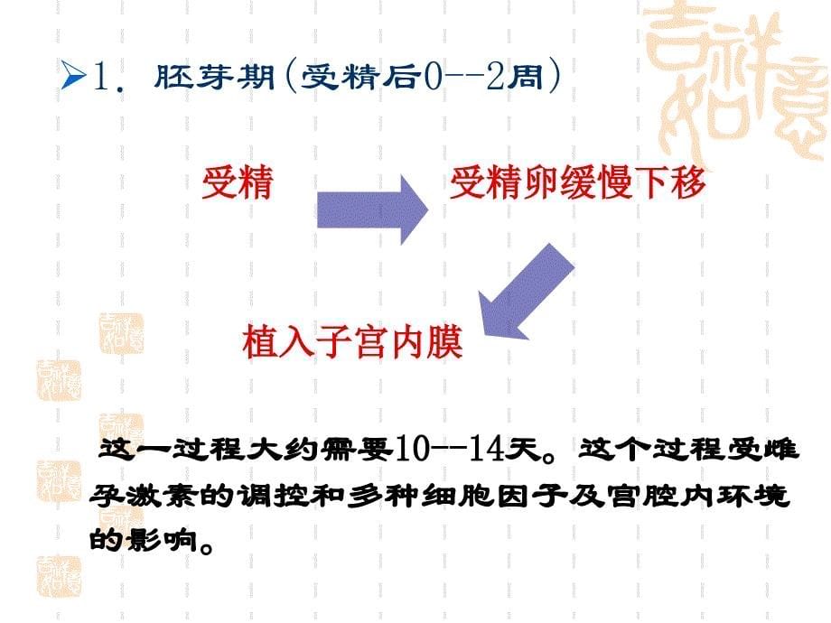 《胎儿期发育》PPT课件_第5页