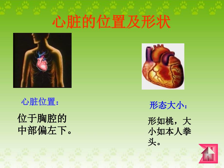 教科版科学四上运动起来怎样二PPT课件2_第2页