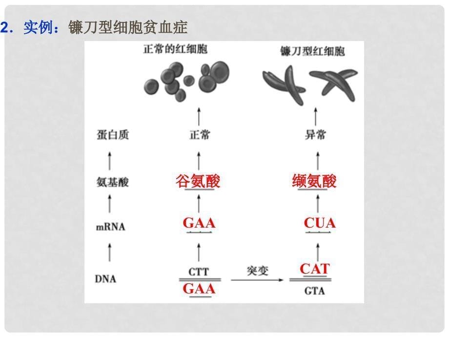 高考生物大一轮复习 第七单元 生物变异、育种和进化 第22讲 基因突变和基因重组课件_第5页