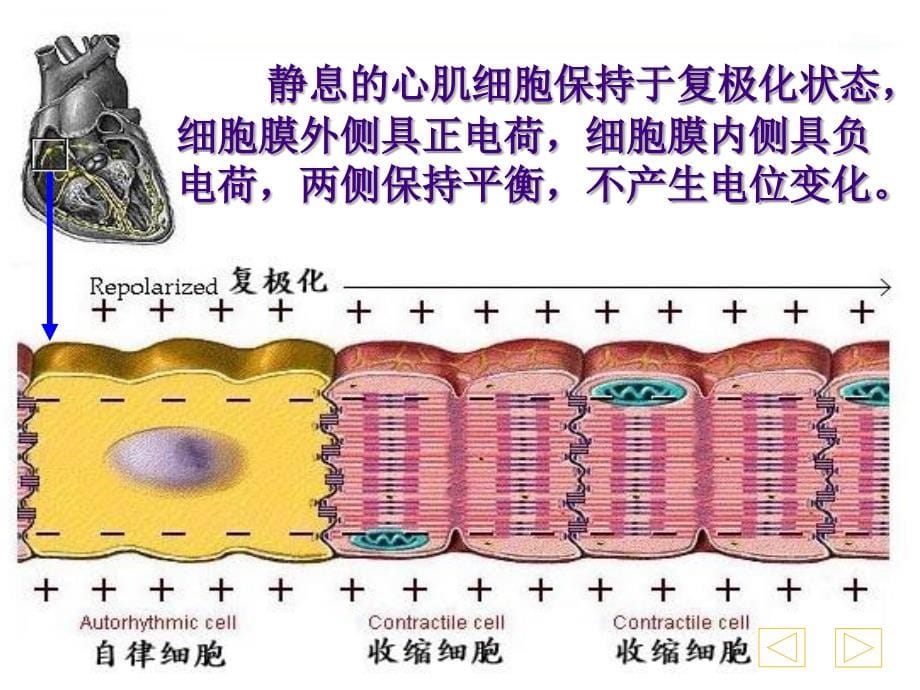 心电图分析心得体会课件_第5页