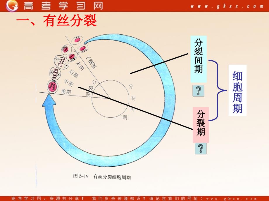 高中生物《细胞增殖》课件4（15张PPT）（苏教版必修1）_第4页