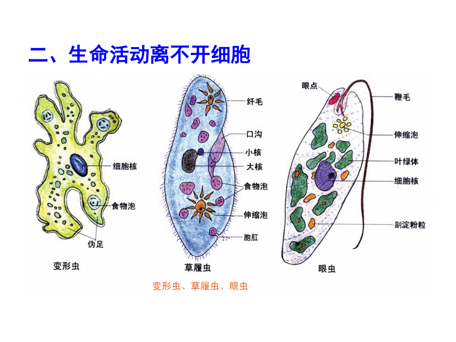 高三生物第一轮复习必修一全套课件_第3页