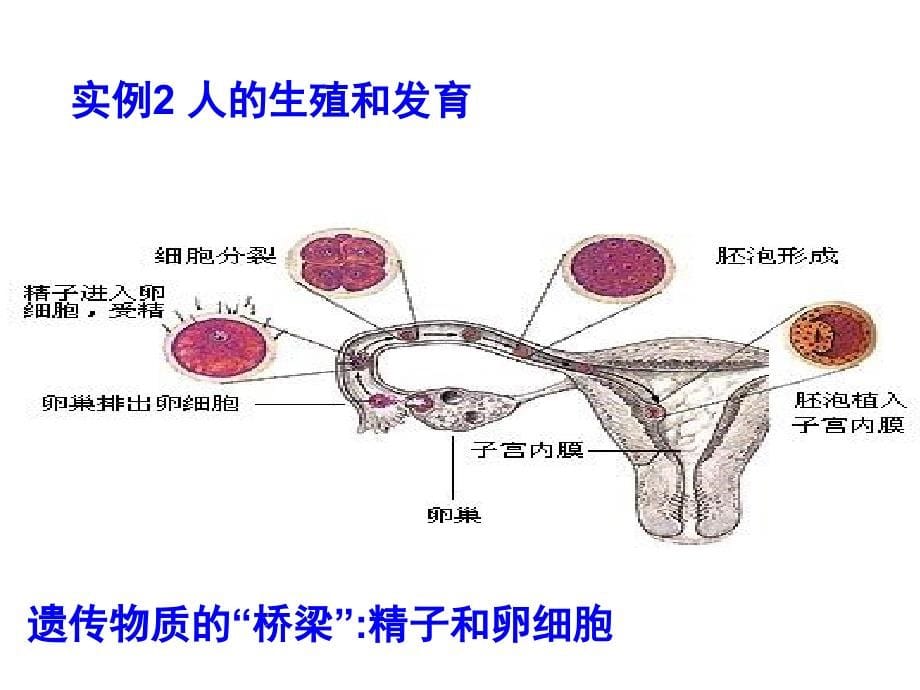 高三生物第一轮复习必修一全套课件_第5页