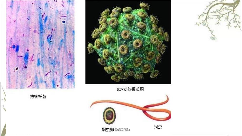 传染病及预防课件_第3页