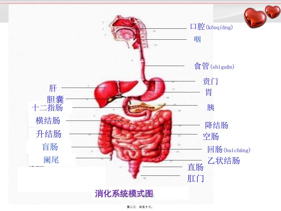 消化道出血10骆欧课件_第2页