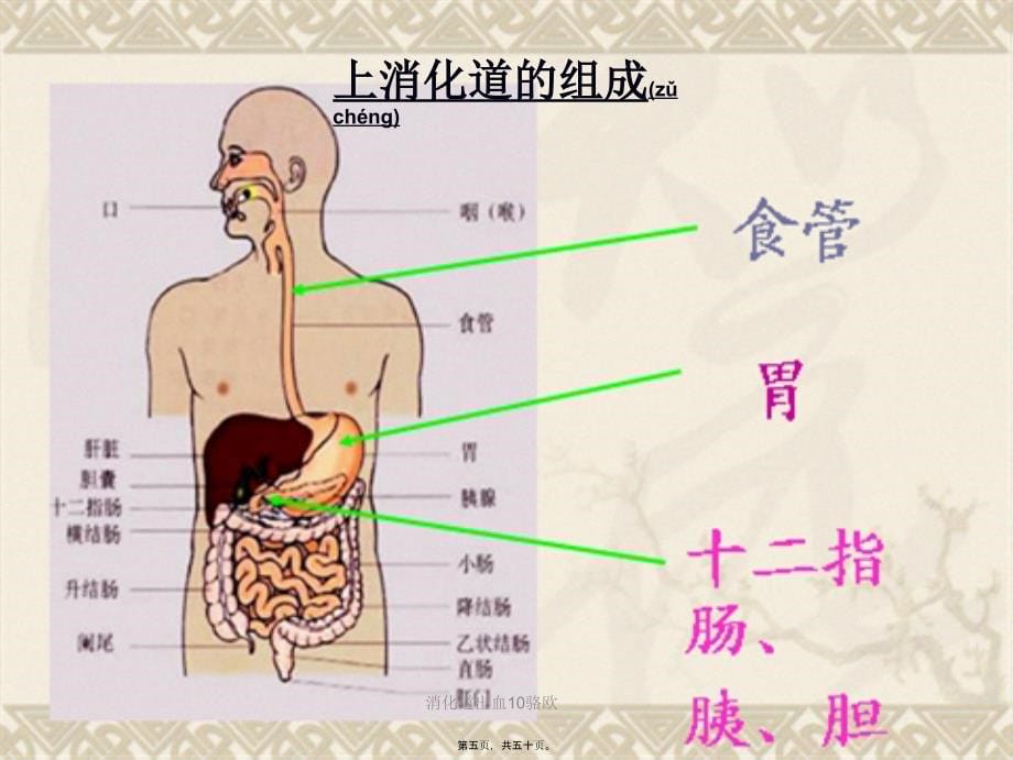 消化道出血10骆欧课件_第5页