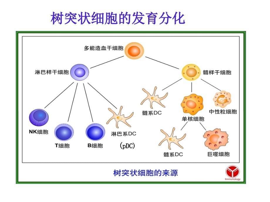 医学免疫学课件：8-抗原提呈细胞_第5页