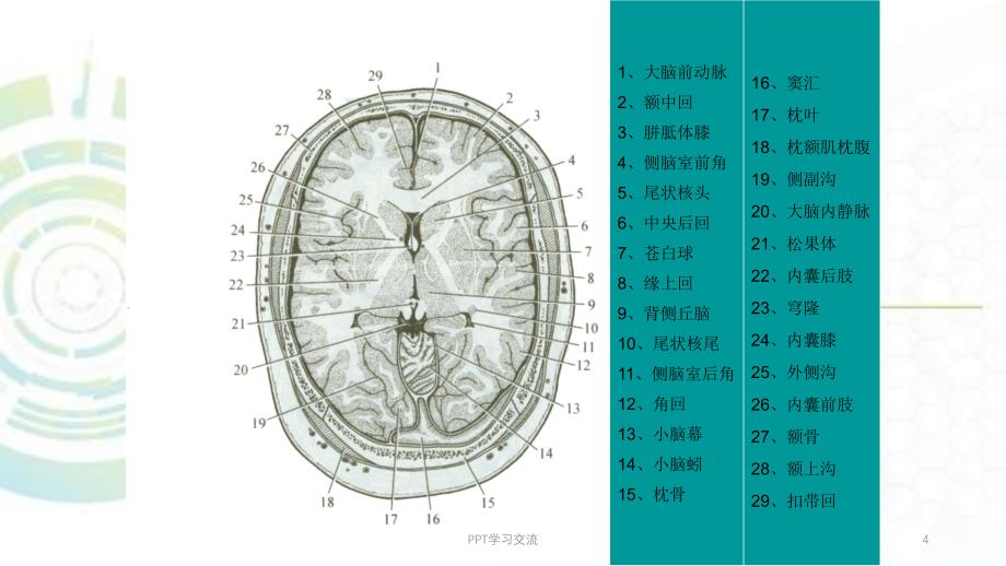 断层解剖学 最新课件_第4页