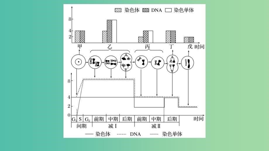 高考生物专题总复习考前三个月专题3细胞的生命历程考点8细胞分裂过程图像和坐标曲线的识别课件.ppt_第5页