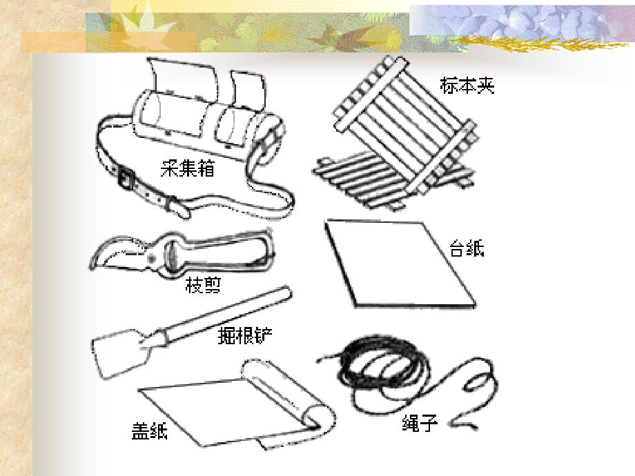 植物标本制作全课件_第4页