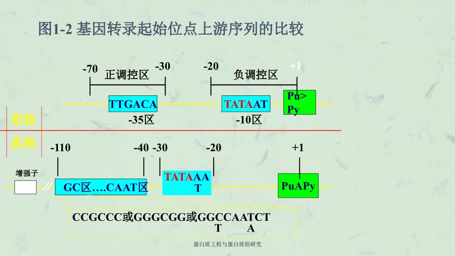 蛋白质工程与蛋白质组研究课件_第4页