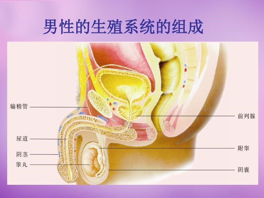 辽宁省灯塔市第二初级中学七年级生物下册 8.1 精卵结合孕育新的生命课件 新版苏教版_第5页