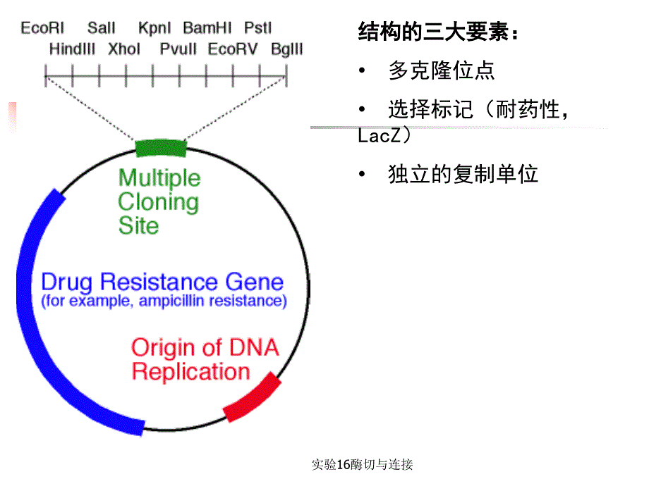 实验16酶切与连接_第3页