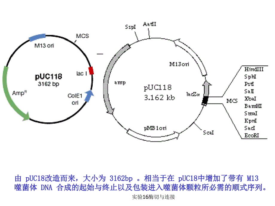 实验16酶切与连接_第4页