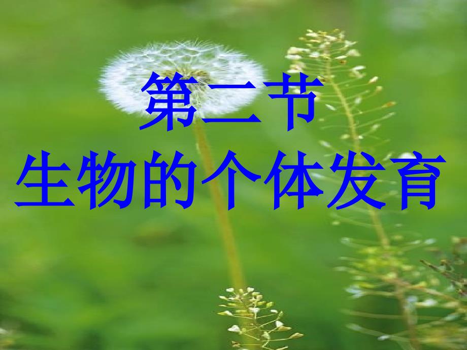 被子植物个体发育课件(较好).ppt_第1页