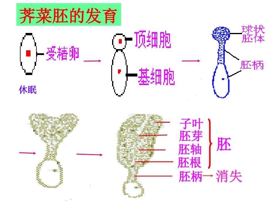 被子植物个体发育课件(较好).ppt_第5页