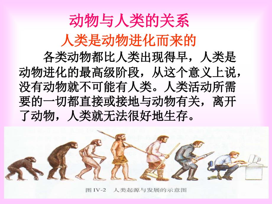 动物与人类的关系.ppt_第2页