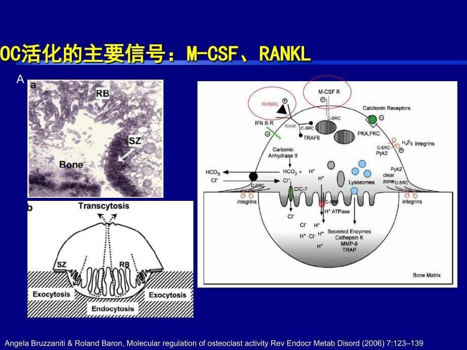 英夫利西对抑制RA骨破坏的作用加入Swefot研究内容_第5页