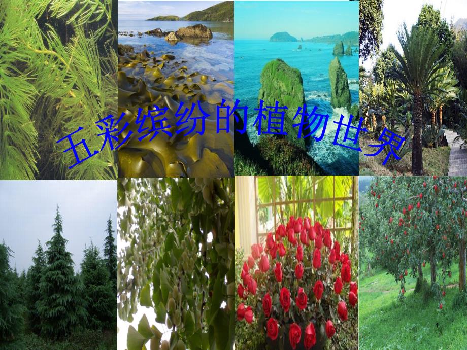 1.1五彩缤纷的植物世界八年级.9.3_第1页