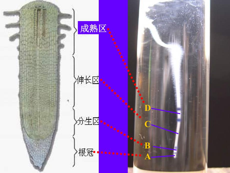 兴趣无土栽培_第2页