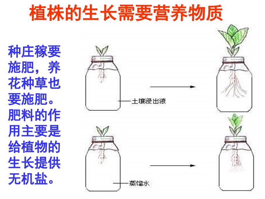 兴趣无土栽培_第3页