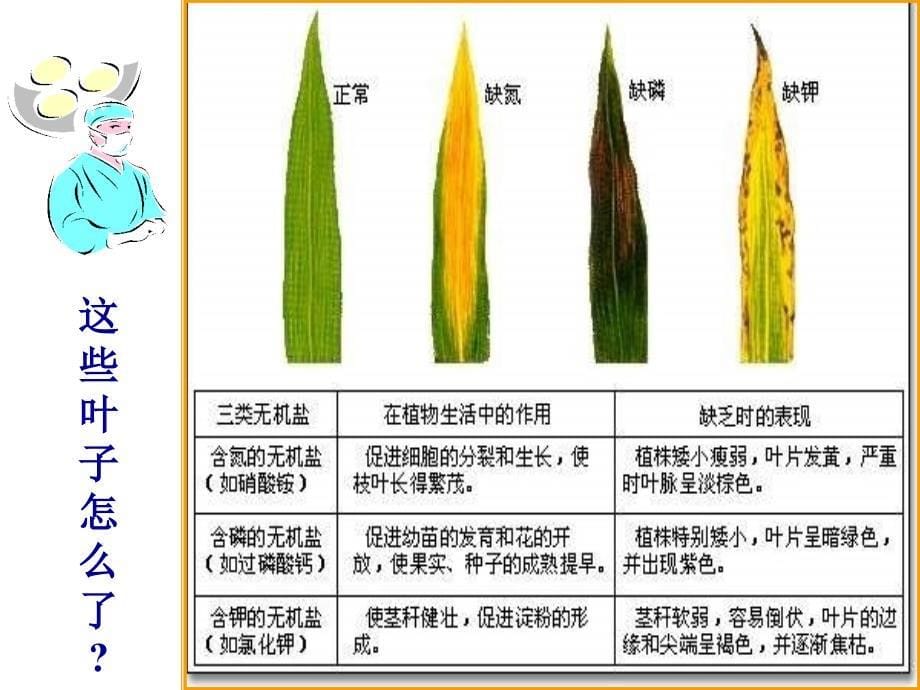 兴趣无土栽培_第5页