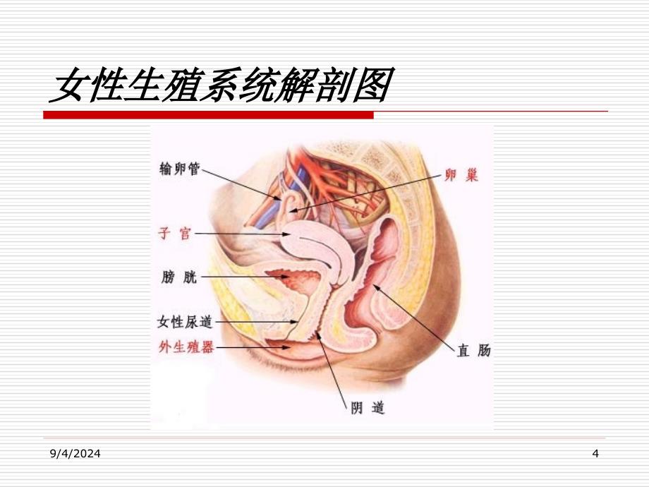 女生健康知识工作会 ppt课件_第4页