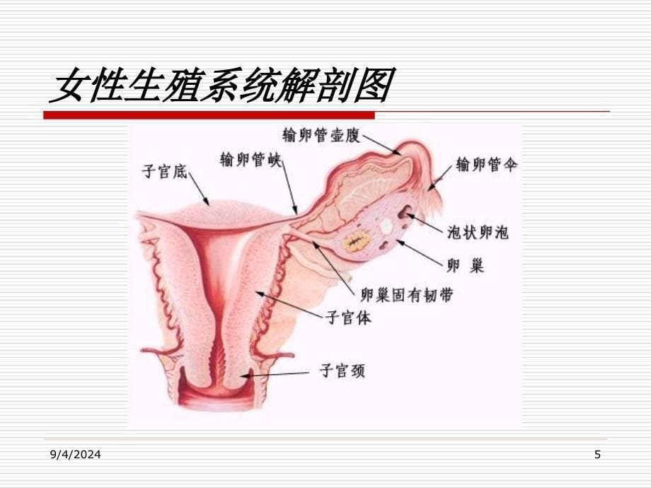 女生健康知识工作会 ppt课件_第5页