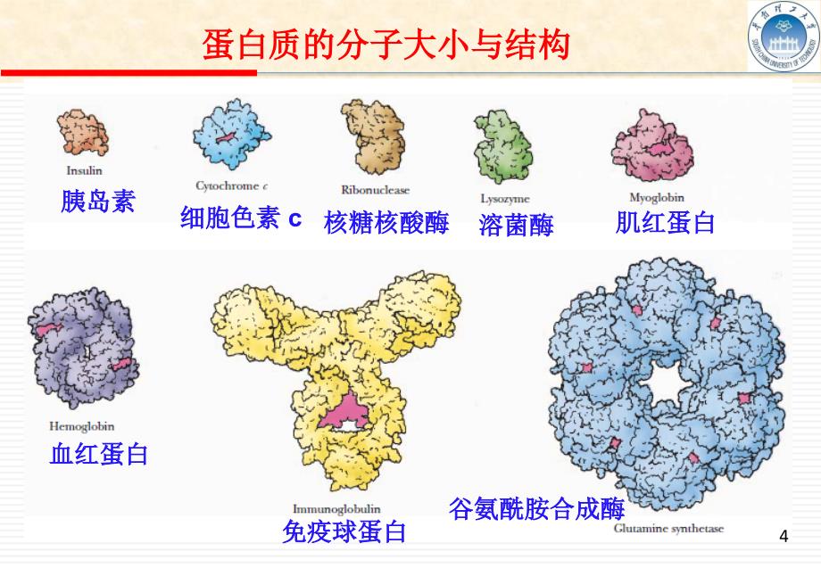 生物化学教学课件：Chapte 4 Proteins 2蛋白质化学_第4页