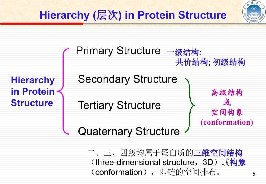 生物化学教学课件：Chapte 4 Proteins 2蛋白质化学_第5页