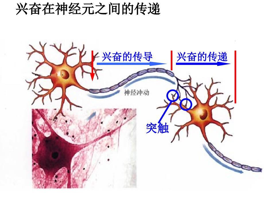 兴奋在神经元之间的传递课件_第2页