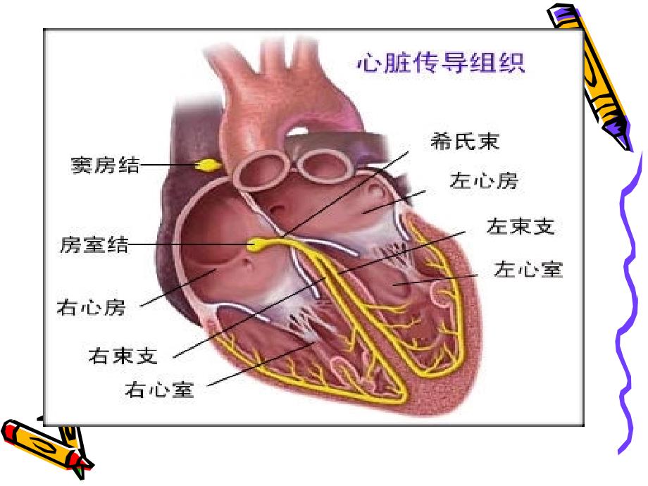 心电图基础知识PPT课件_第3页