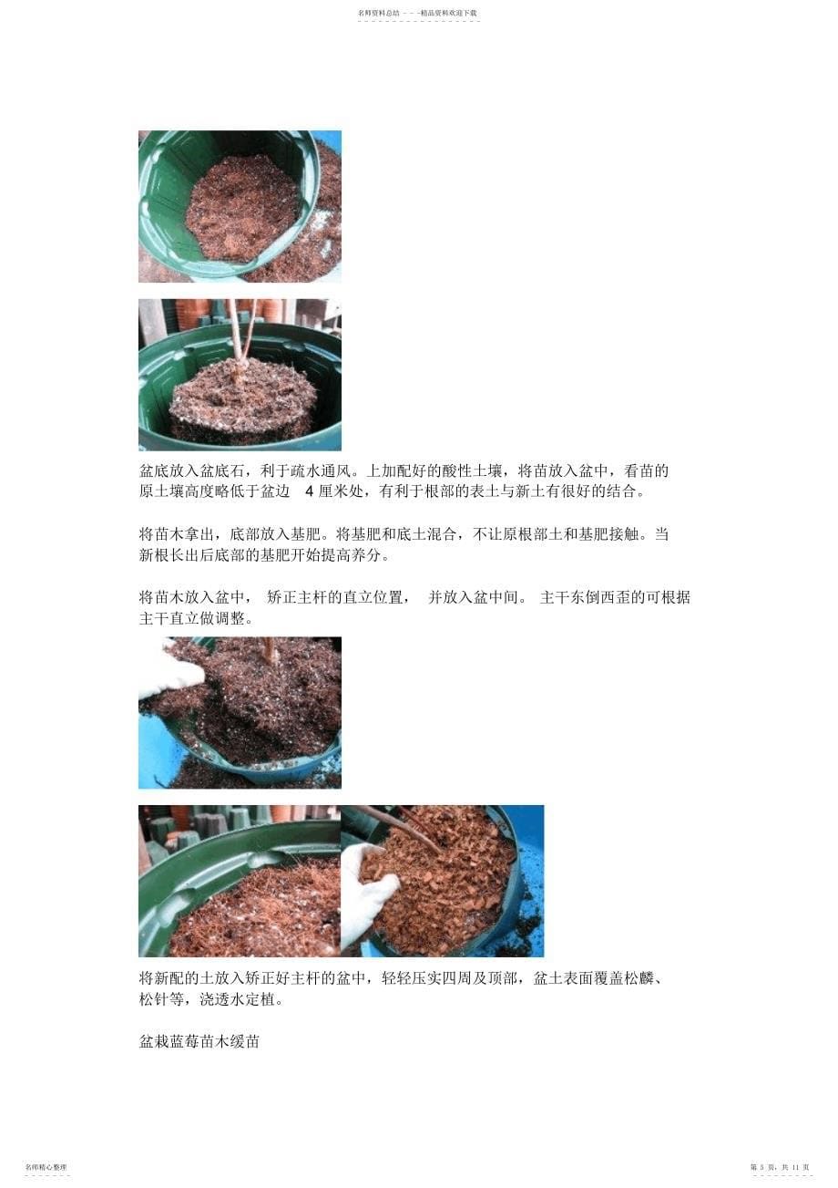 家庭阳台盆栽蓝莓实用技术_第5页