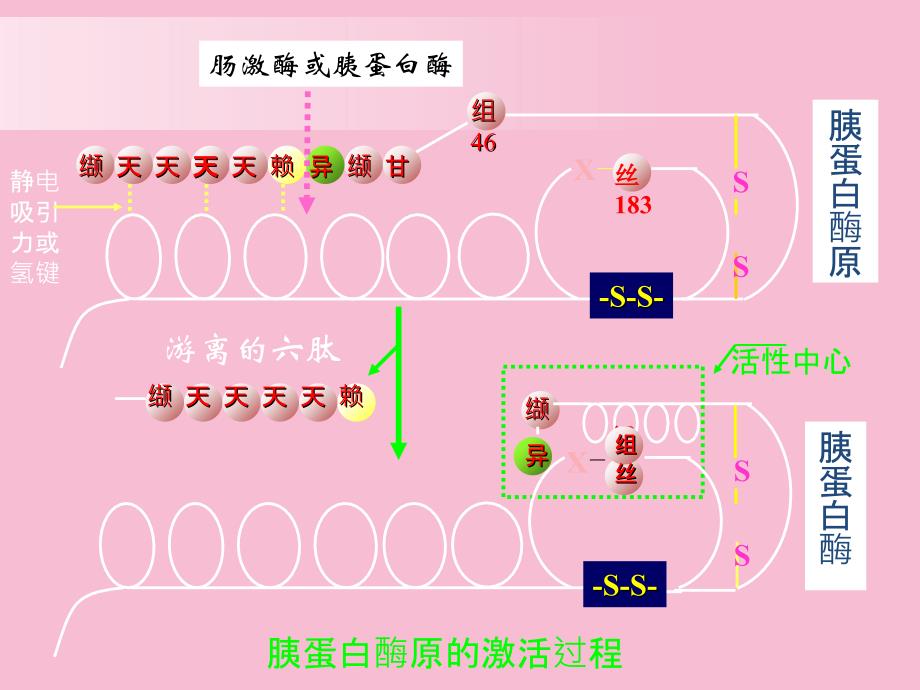 酶和维生素ppt课件_第3页